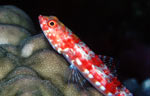 Reef or Variegated lizardfish