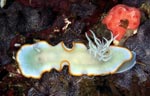 Ardeadoris egretta