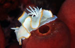 Ardeadoris egretta