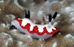 Chromodoris fidelis