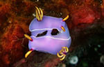 Hypselodoris bullocki (mating)