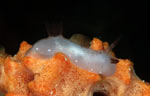 Jorunna funebris (juvenile)