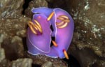 Hypselodoris bullocki (mating)