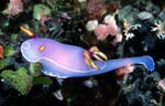 Hypsellodoris bullocki