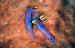 Hypsellodoris bullocki