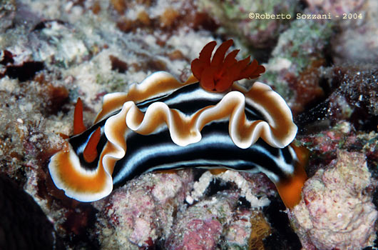 Chromodoris magnifica