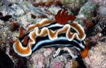 Chromodoris magnifica