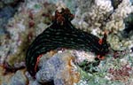 Nembrotha kubaryana