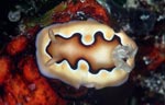 Chromodoris coi