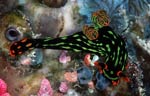 Nembrotha kubaryana