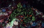 Nembrotha kubaryana