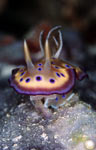Chromodoris kuniei