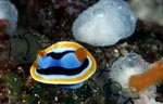Chromodoris annae (juvenile)
