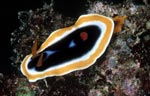 Chromodoris sp. (?)