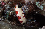 Chromodoris fidelis