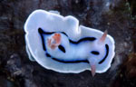 Chromodoris lochi