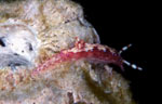 Hypselodoris maculosa