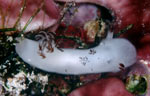 Jorunna funebris (juvenile)
