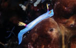 Hypsellodoris bullocki