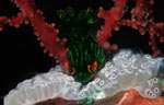 Nembrotha kubaryana feeding on ascidians