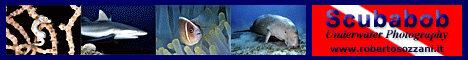 Scubabob - Underwater Images