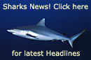 Sharks News!