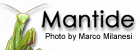 Mantide.net