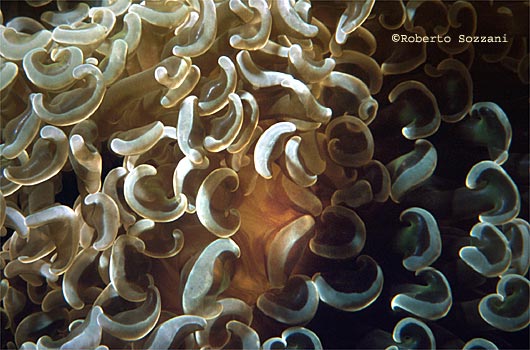 Euphyllia ancora