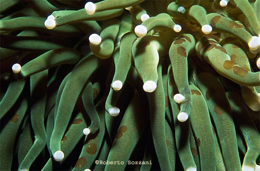 Heliofungia actiniformis