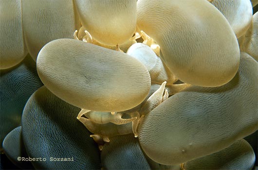 Plerogyra sinuosa