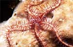Brittle Star
