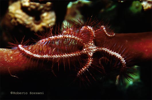 Ophiothrix sp.