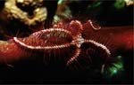 Brittle Star
