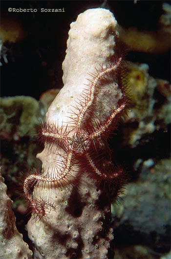Ophiothrix sp.