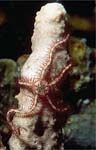 Brittle Star