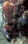 Brittle Star