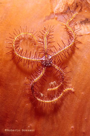 Ophiothrix sp.
