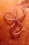 Brittle Star