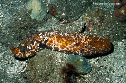 Bohadschia argus