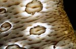 Spotted Sea Cucumber