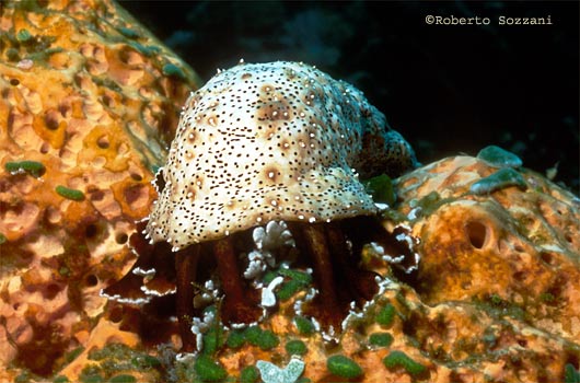 Bohadschia graeffei
