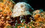 Graeffe's Sea Cucumber