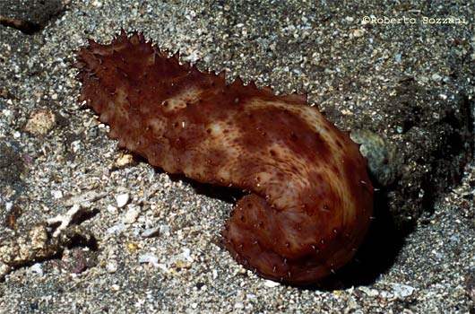 Stichopus chloronotus