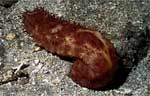 Sea Cucumber