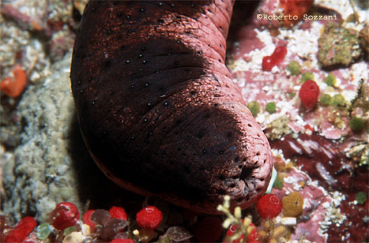 Holothuria edulis