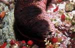 Sea Cucumber