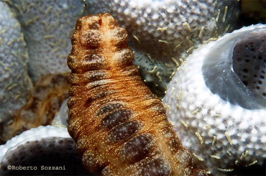 Oloturia - Holothurian - Sea Cucumber