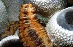 Sea Cucumber