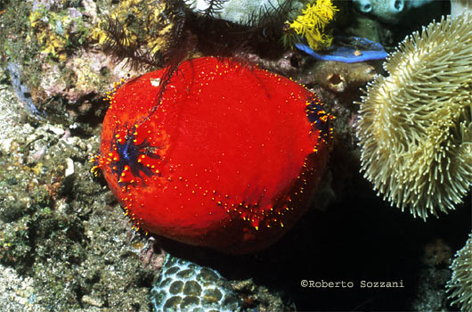 Pseudocolochirus violaceus