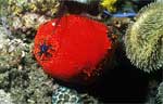 Sea Apple